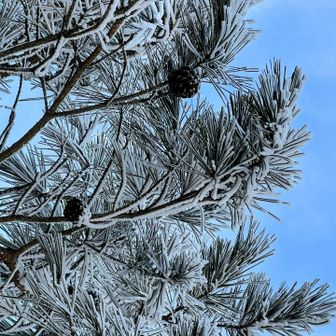 松ぼっくり、寒そ〜っ