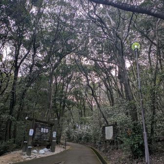 丸山キャンプ場を経て観音岳へ