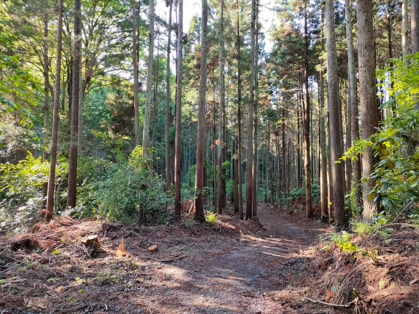もうすぐ舗装道路。以前は車両は入れない狭い登山道だったが、いまはブル道になり軽トラなら余裕で入れそう🚚💨