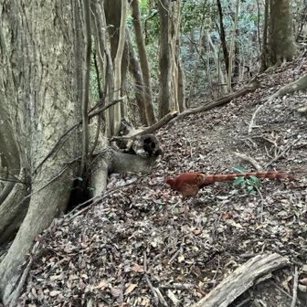 帰りもドリーちゃん来てくれた！