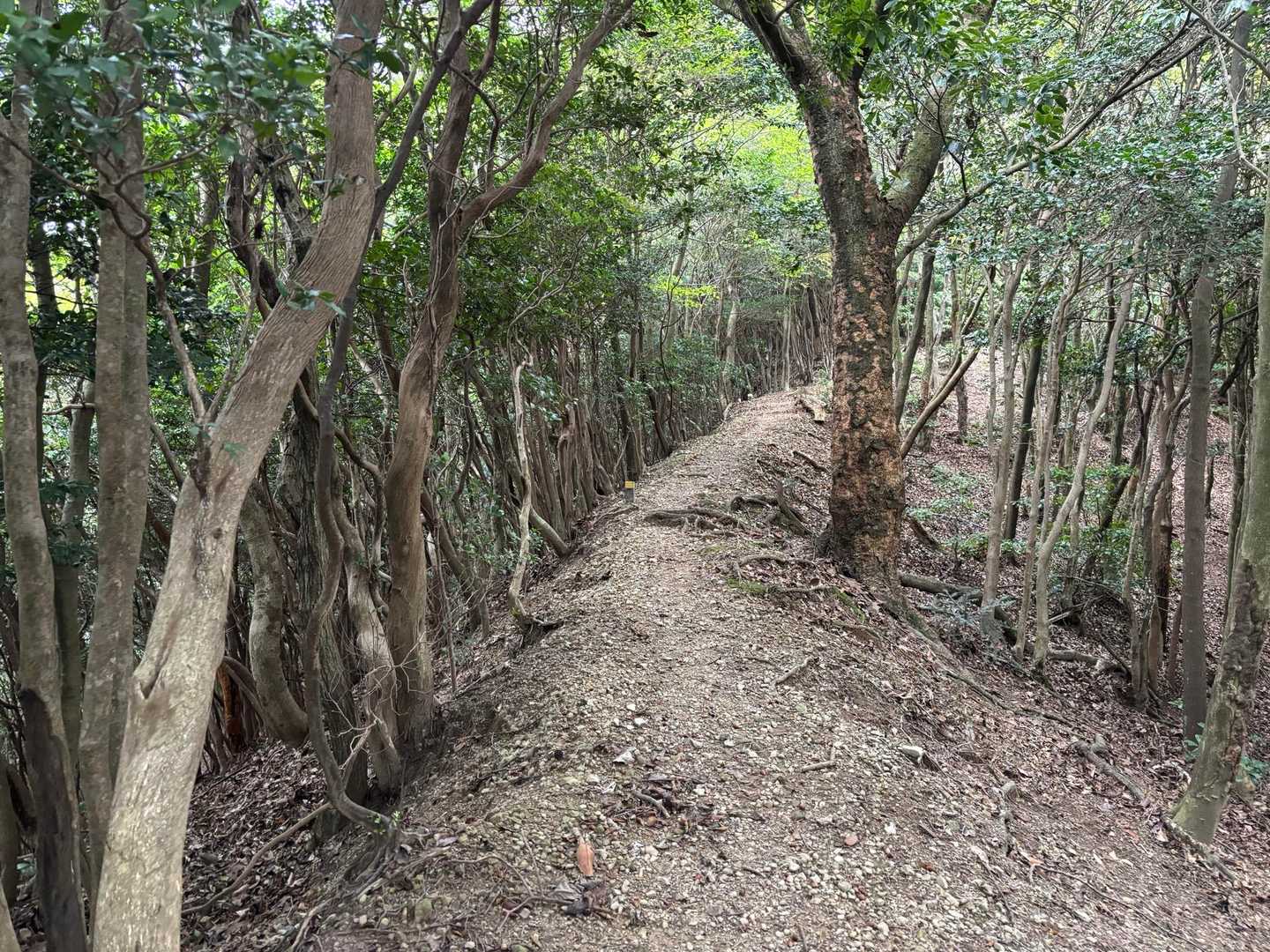 雰囲気の良い尾根を辿り🚶