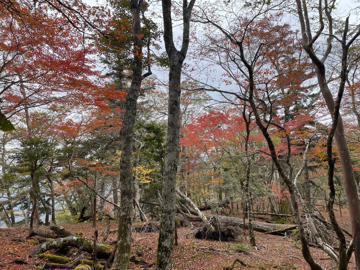 帰りも紅葉🍁がきれいです😍