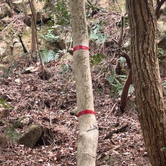 イタリアンの文字