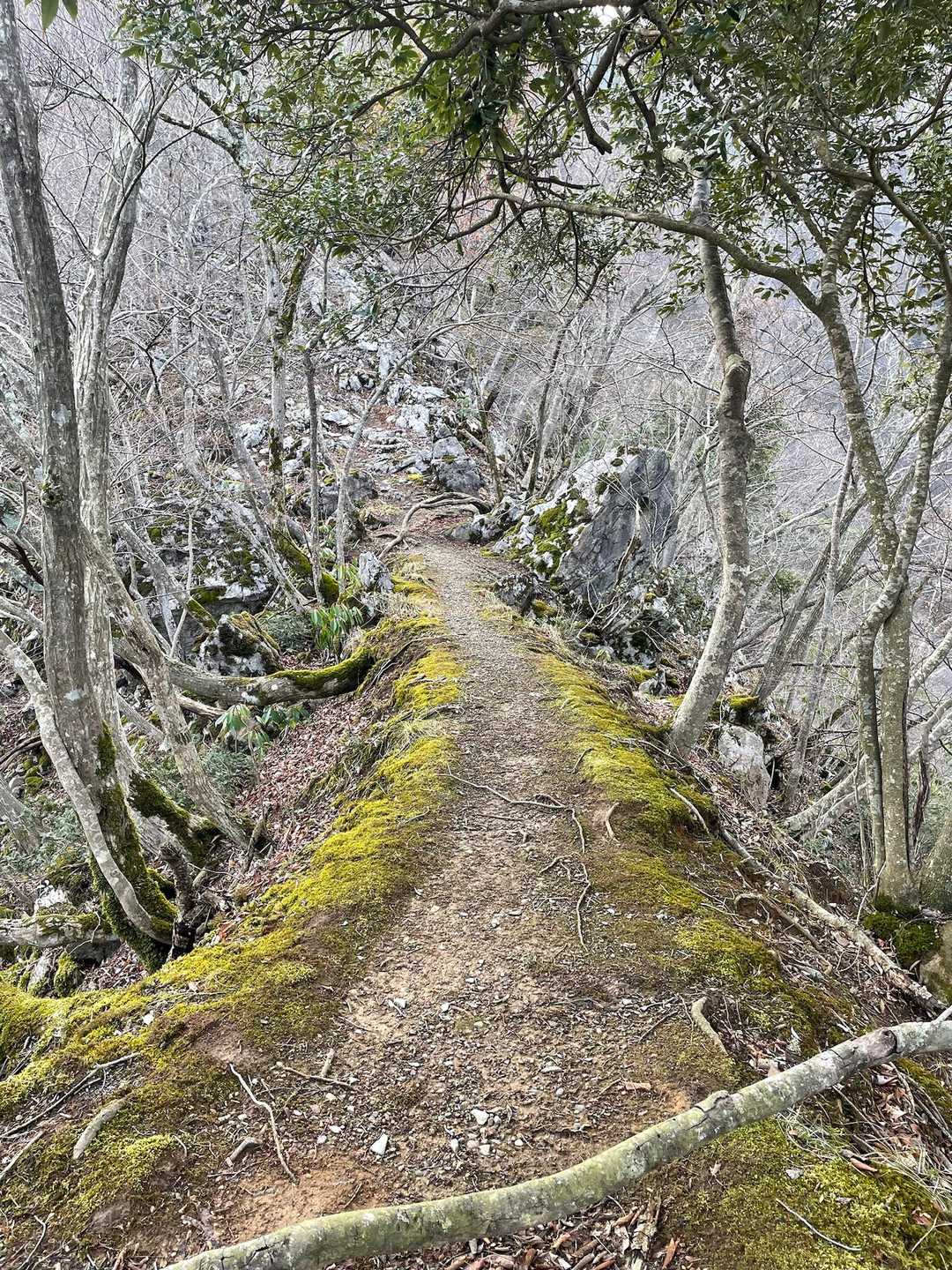 登り切るとヤセ尾根