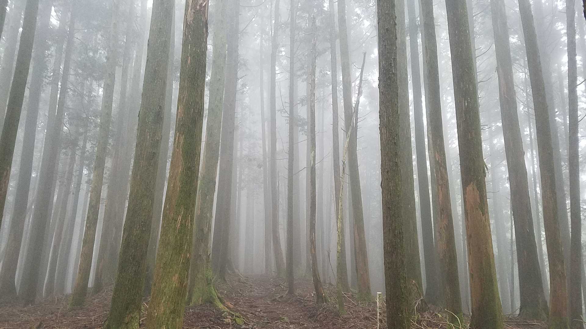 竜爪山- 竜爪山 往復コースの写真