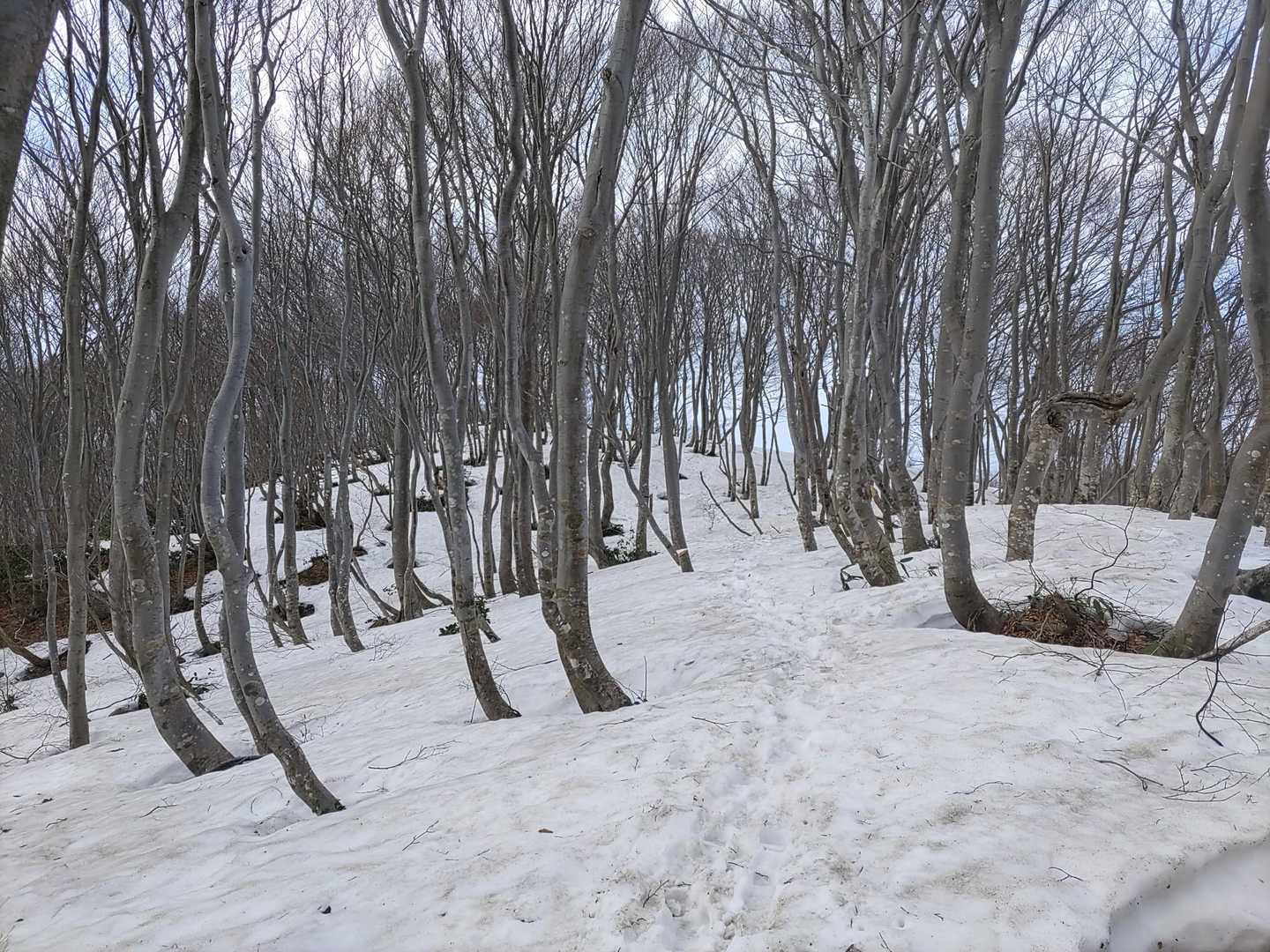 南保富士-二王山 往復コースの写真