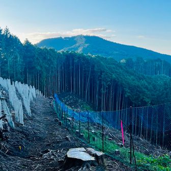 日の出山周辺は杉の伐採が至る所で行われてました(正面は日の出山)