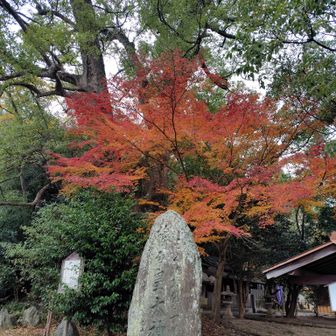 さすが社格が違います。広く綺麗な境内。