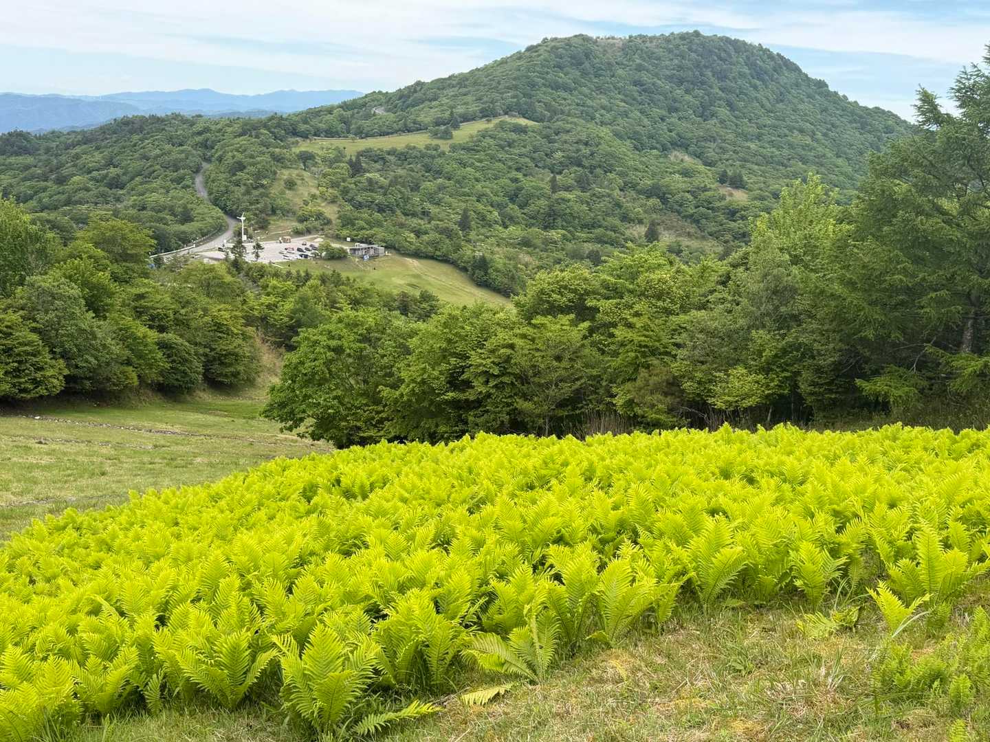 モサモサ💚癒される