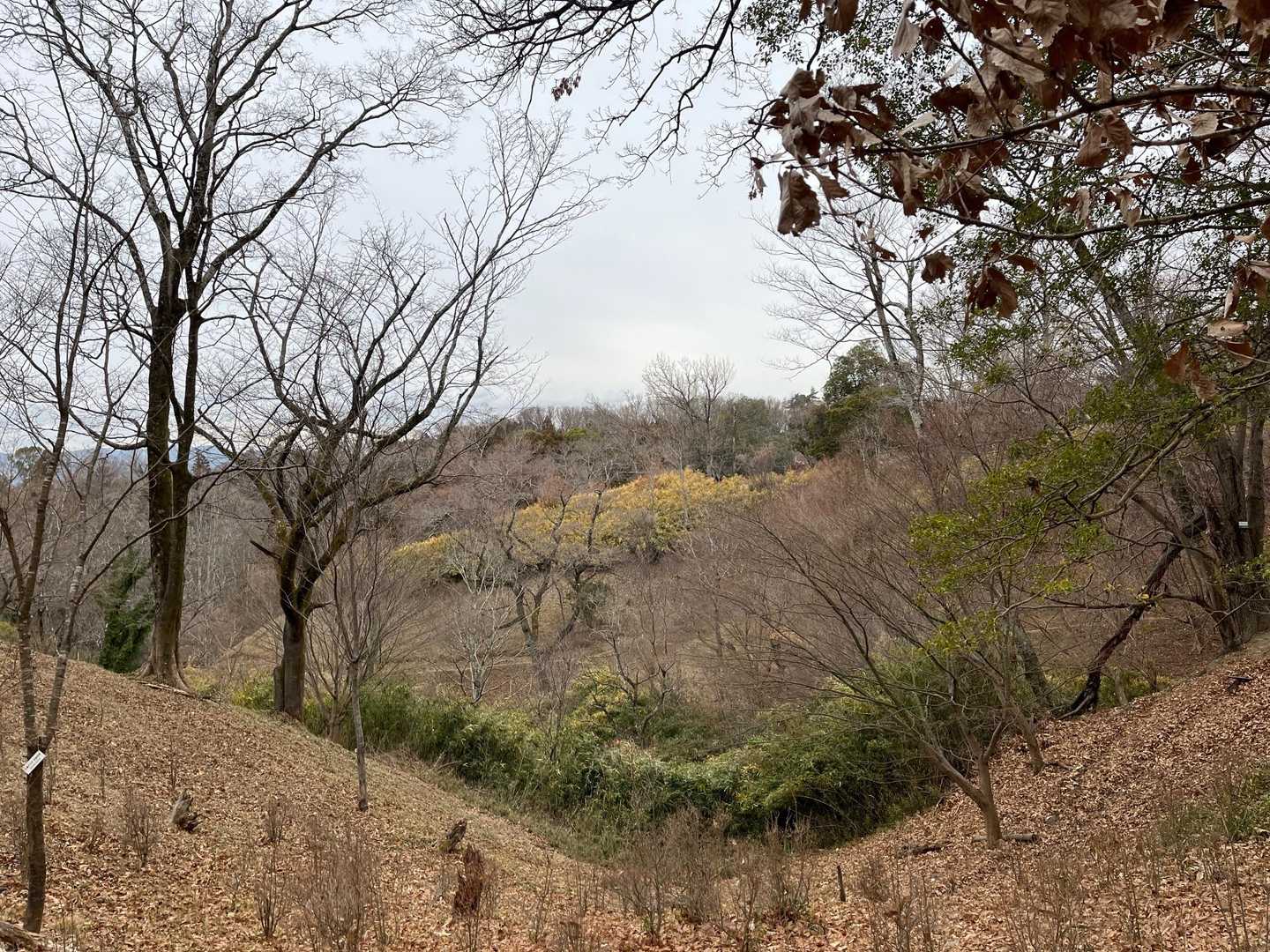 整備された里山
笹がきれいに刈り込まれています