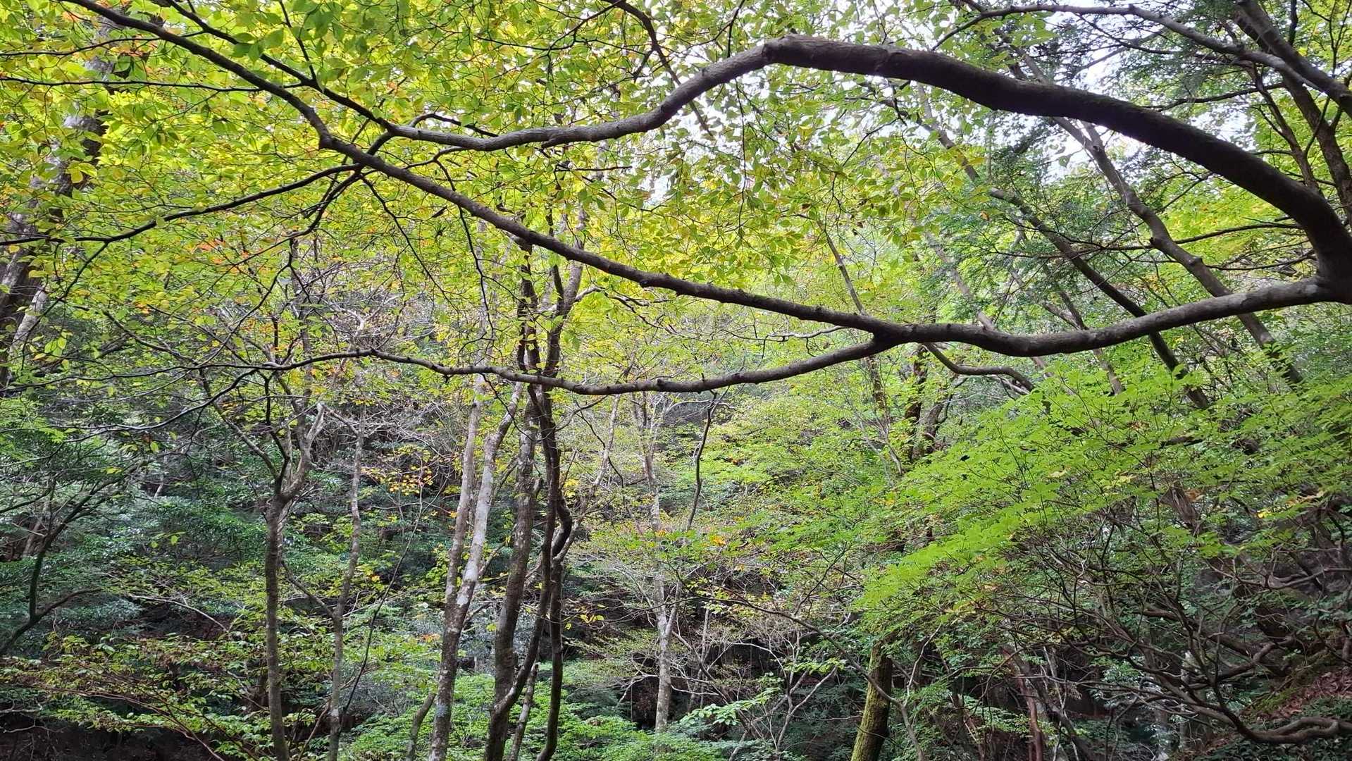 坊主尾根コース | ハシゴ・鎖場多数。九州最後の秘境と呼ばれる大崩山への写真