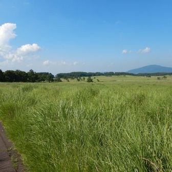 タデ原