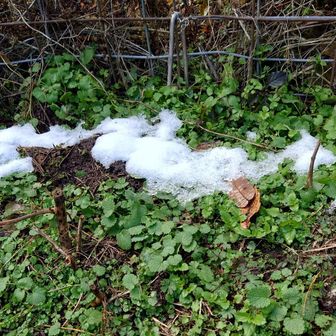 廿原には雪が残ってた