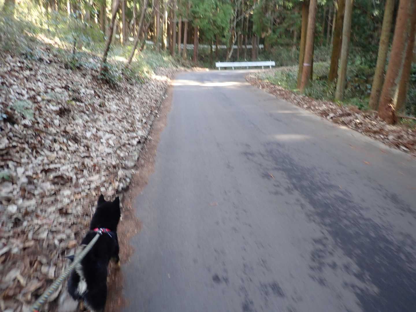 ロードから
