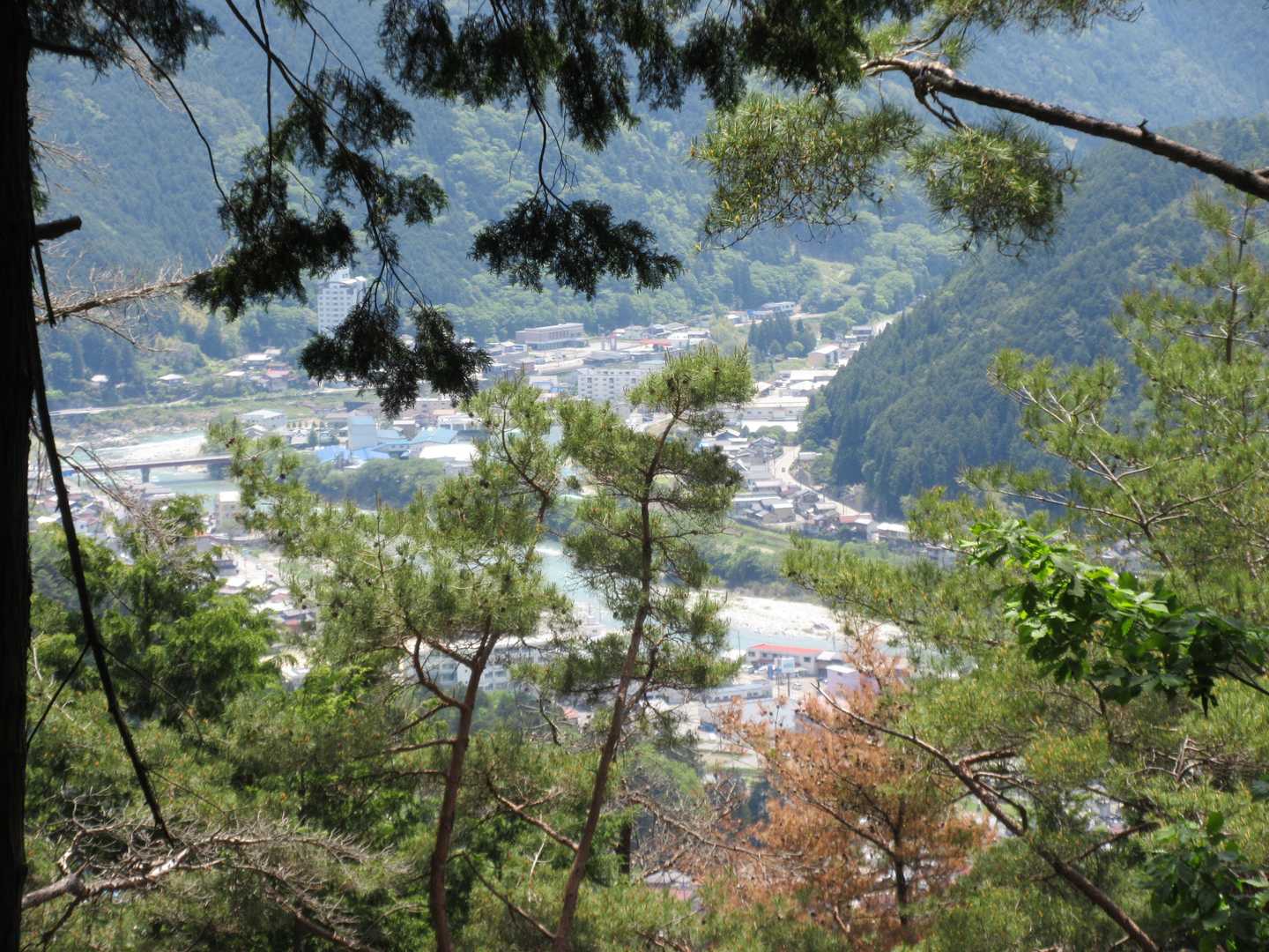 樹間からちょこっと👀