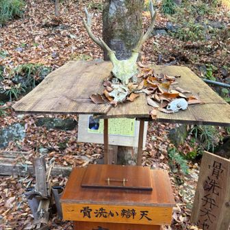 骨洗い弁天🦴
🫎と小動物の骨😥