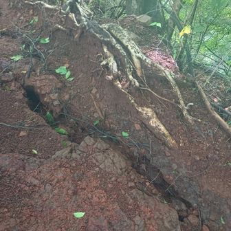 山の緩みで登山道に地割れが出来ている（画像の場所はピンポイントであげているが、いたる場所で🤨）