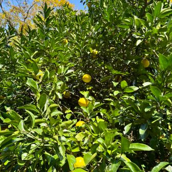 この果実🍋はなんだろう？