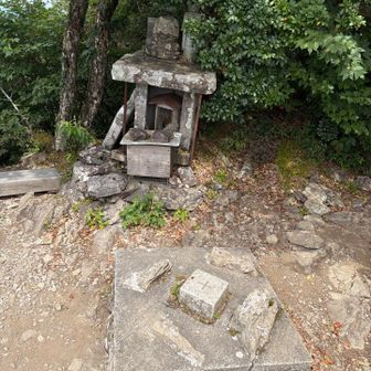ニホントカゲさん、先についてたんですね