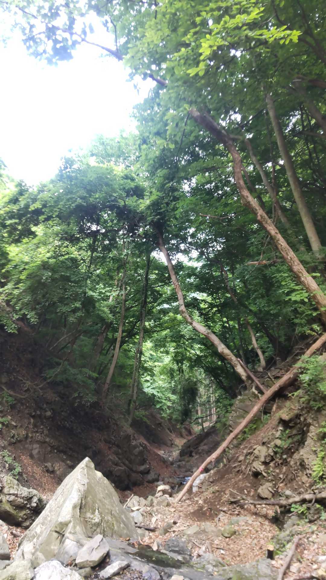 出だしから沢や倒木や荒れた箇所多数でジャングルの中にいるみたいだ💦