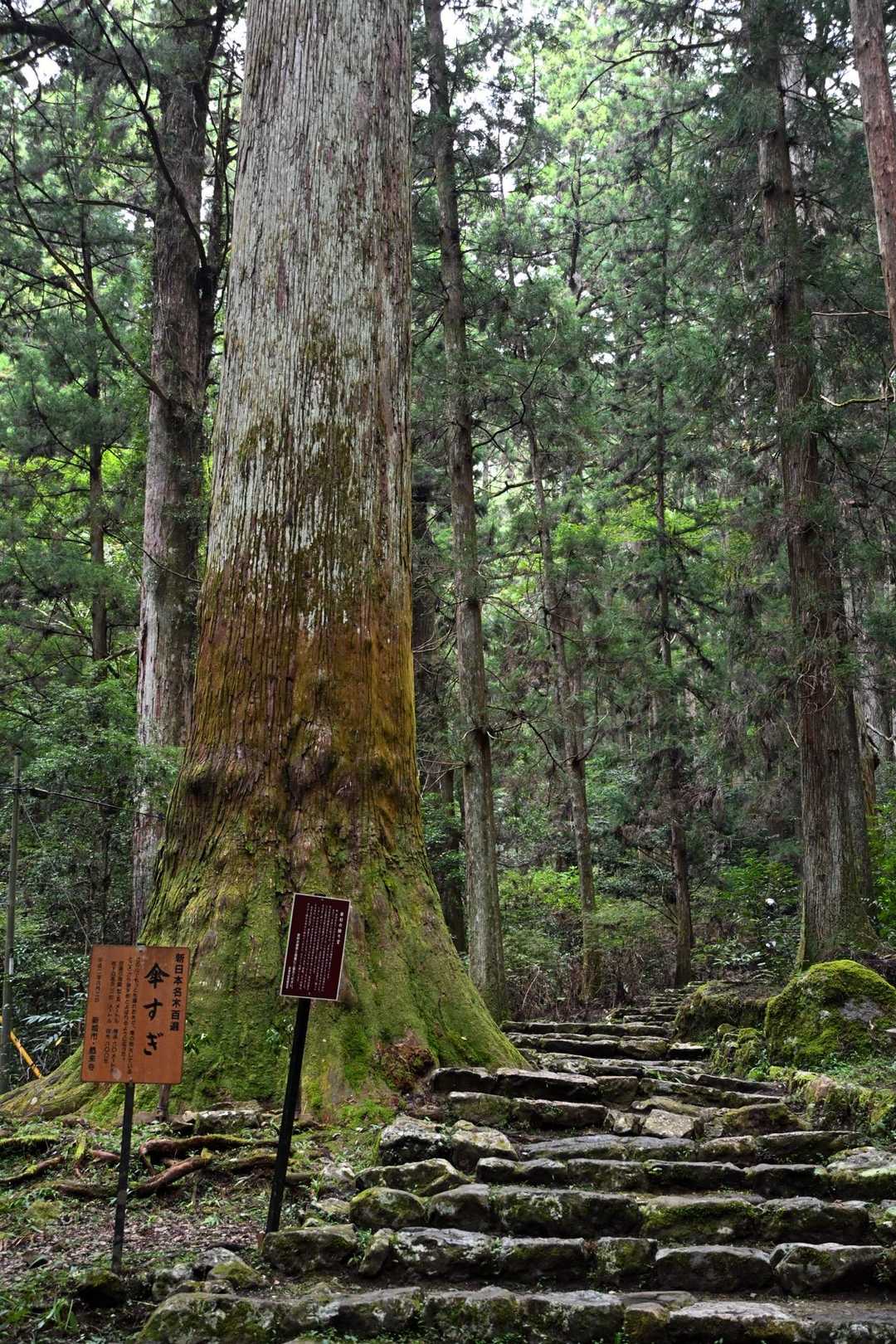 大きなスギの木