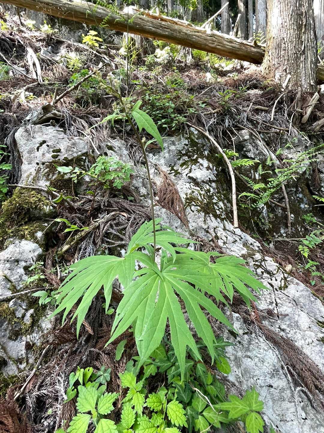 ヤブレガサ　
花はこれからかな
