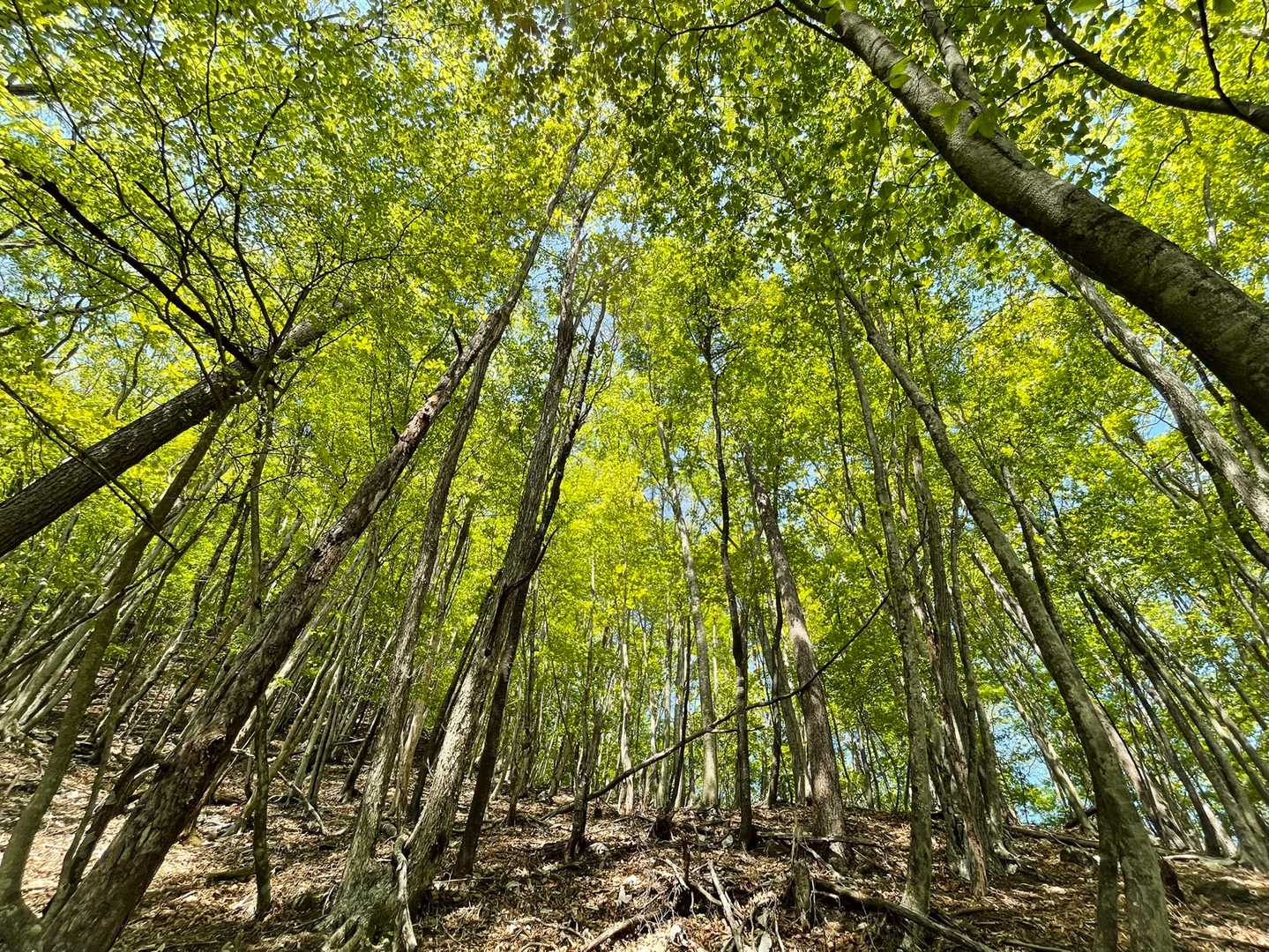 尾根に出ると木々は青々、元気出る🏃