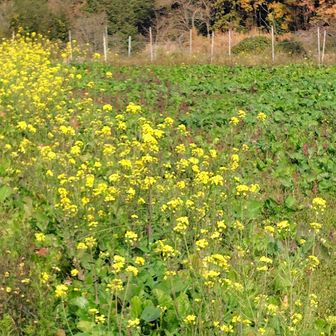 ナバナの収穫後
正月用はこれから蕾が上がってくるそうだ
無事に怪我なく終了できました😊