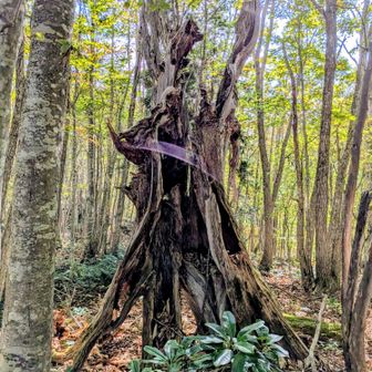 黒森山山頂付近のモニュメント(朽木)