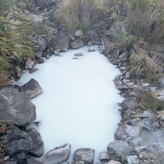 ちょっと白くなってる