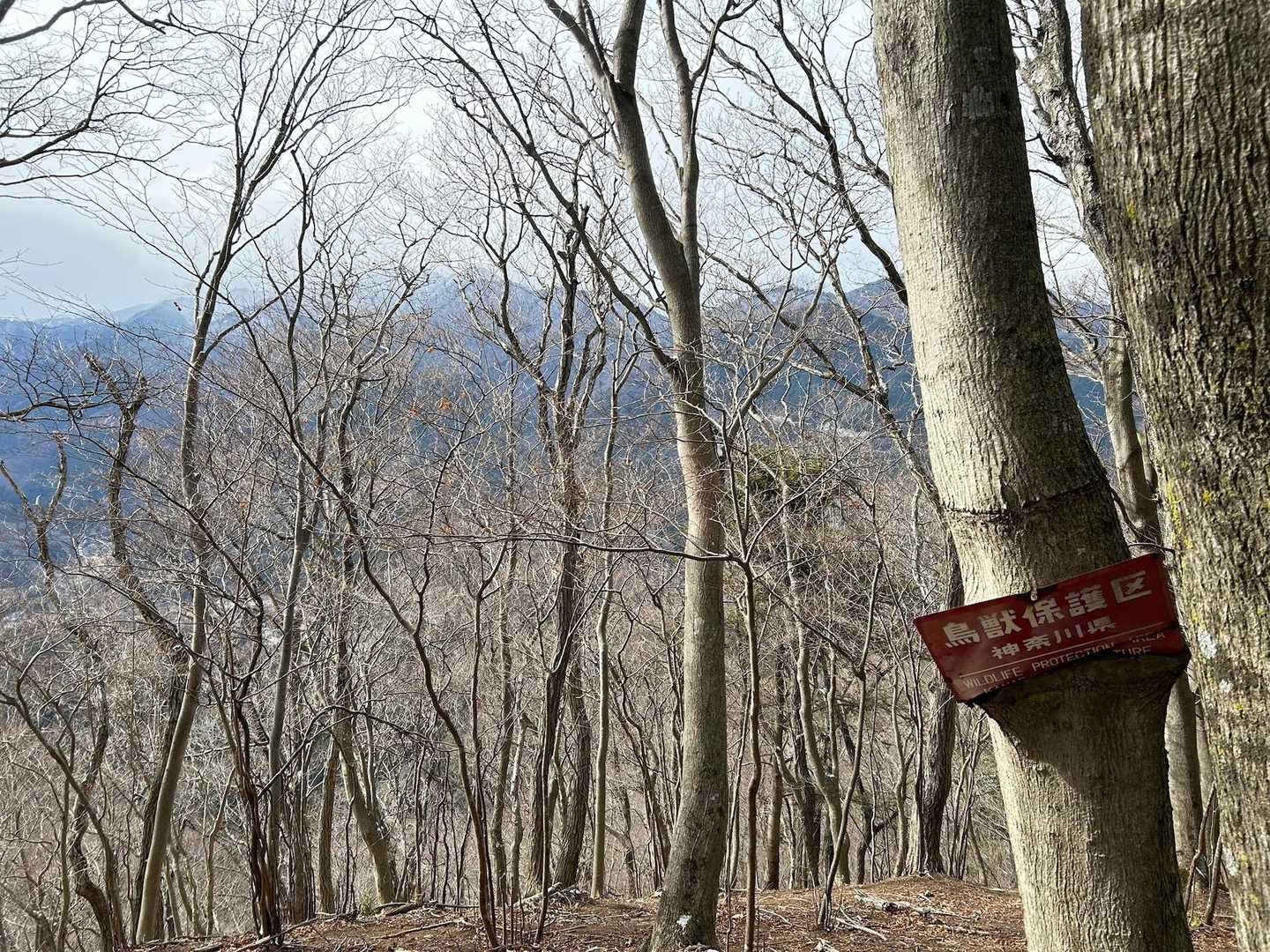 丹沢山方面はずっと雪雲の中です