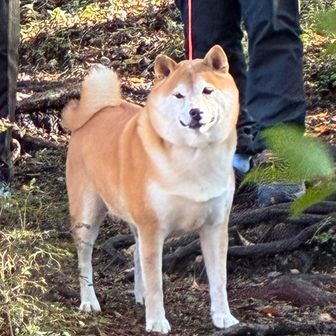 今日は途中で嫌がらないでねー