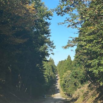 一直線の登山道
(車も通るから林道？)