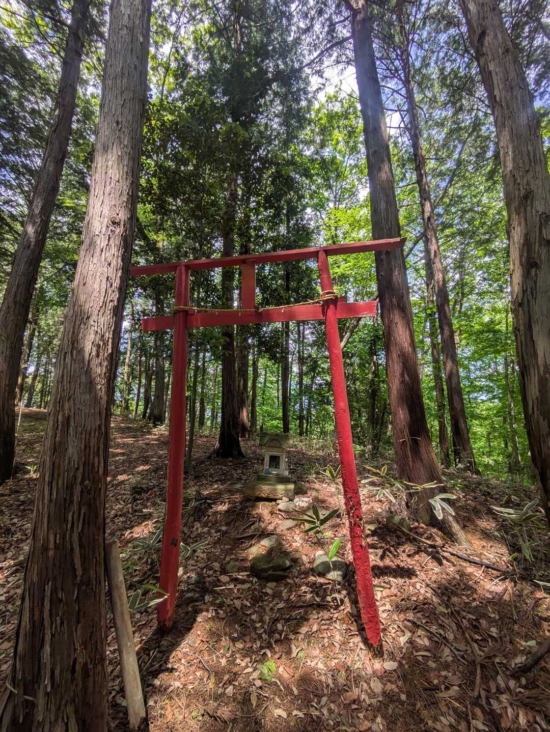 塩船観音寺-愛宕山 往復コースの写真