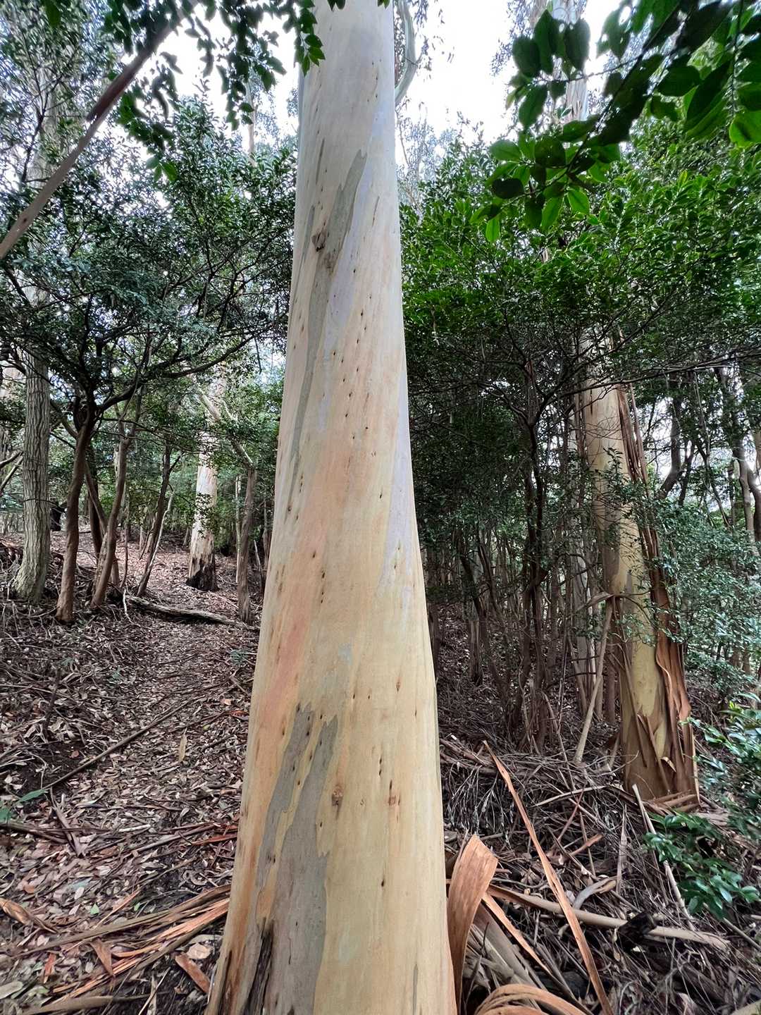 ねじれながら成長して行くのか？