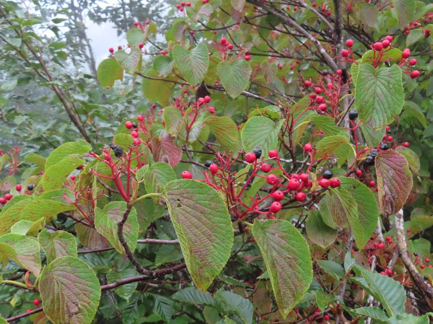 紅いガマズミ
