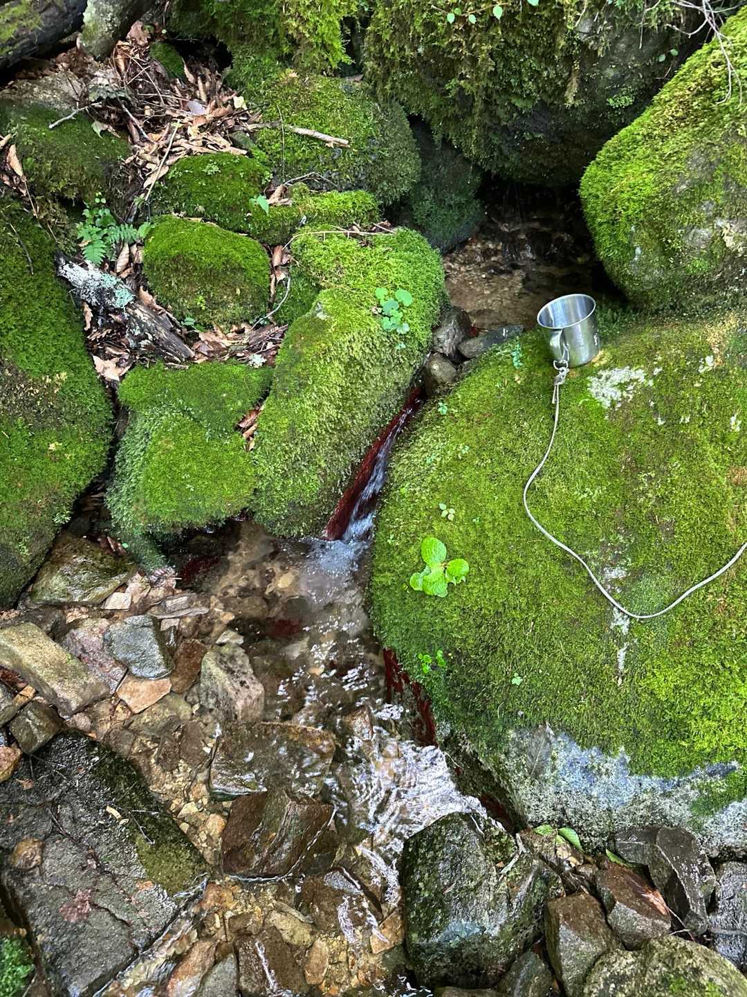 面河渓登山口-面河山 往復コースの写真