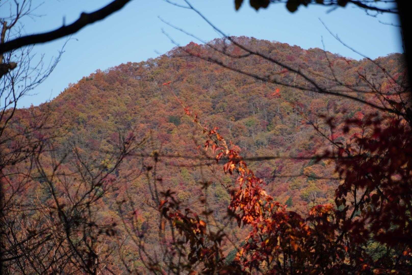 川乗山の方かな。色付いてますね🤗