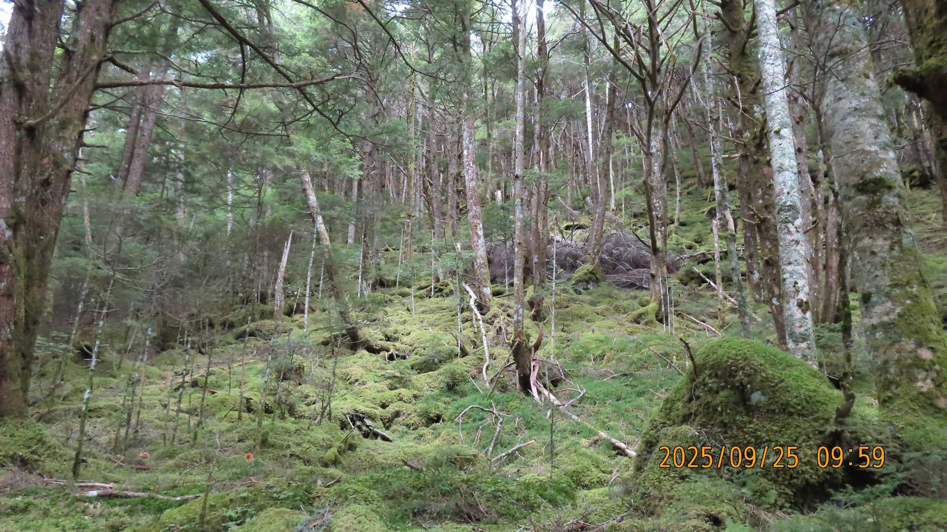 苔。🌲