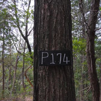 再び登って、未認定のP174

