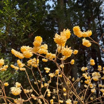 観音茶屋のミツマタも満開