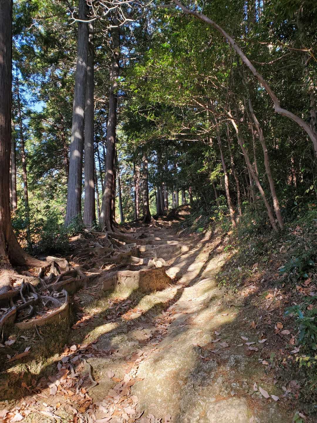 まだ登るんか