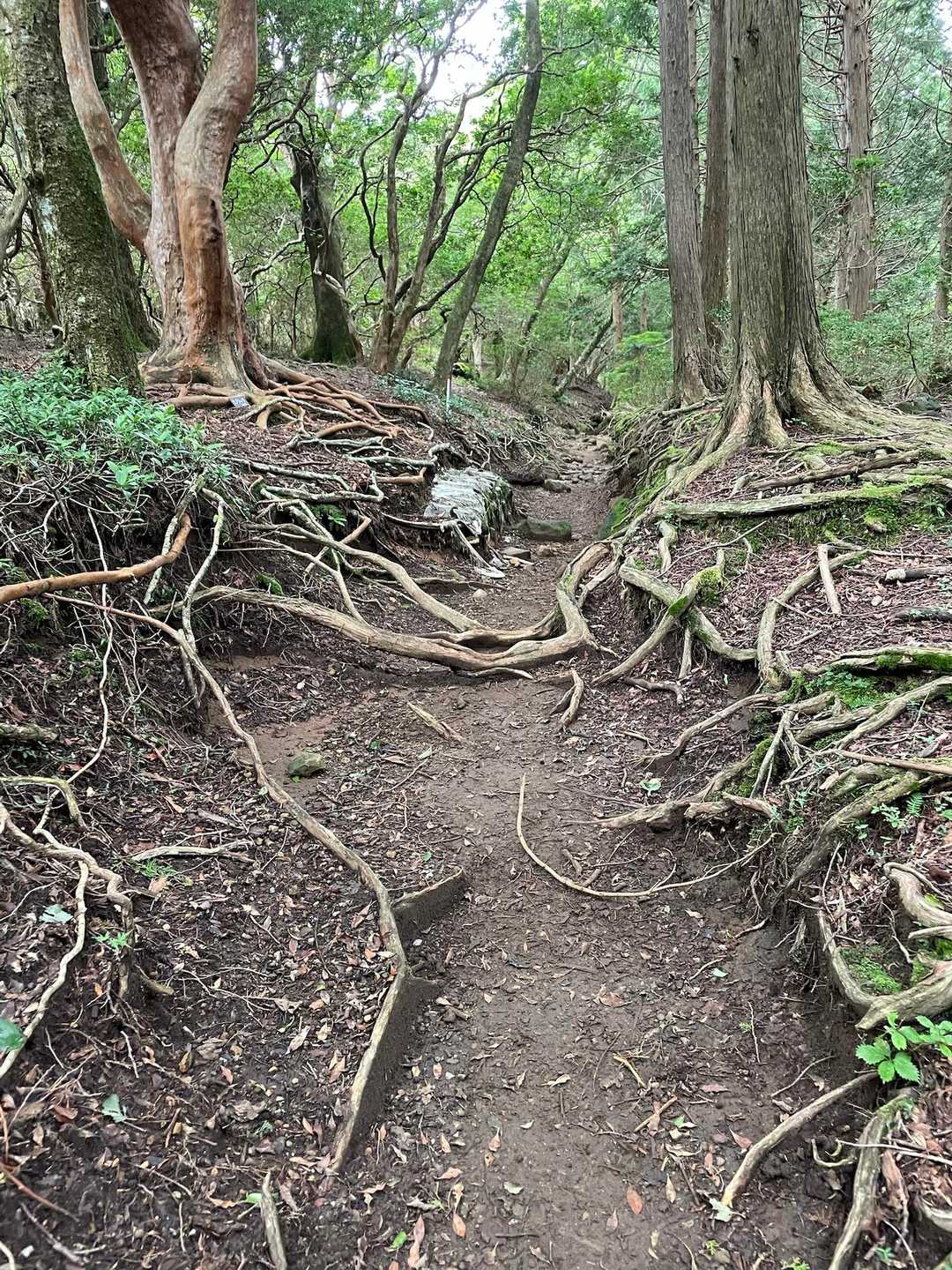 ただ、歩きやすい登山道です。