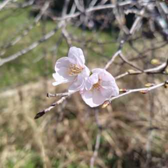 咲き始めている