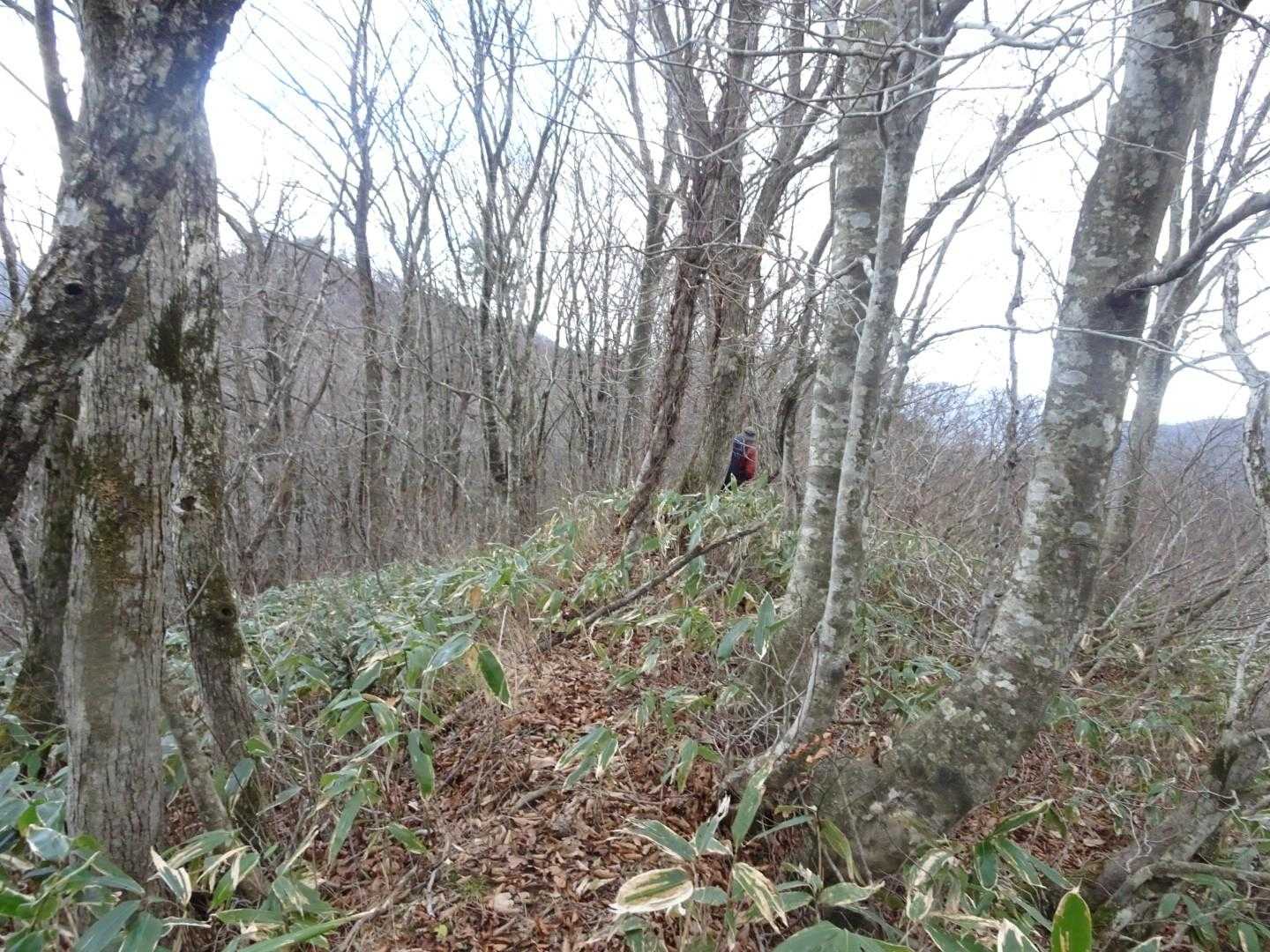 どうやら三角点が気になるようでヤブ突入！この辺はまだやさしいヤブです。