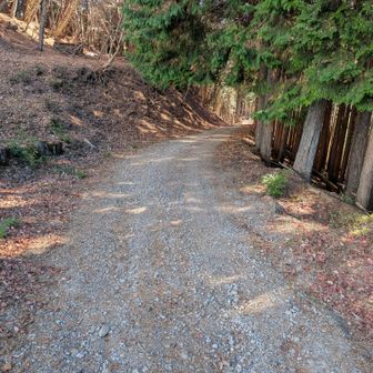 さっき落ち葉で滑ったので、急坂を降りたくないので、林道で帰ります