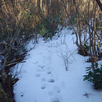 ずっと案内してくれたカモシカトレース