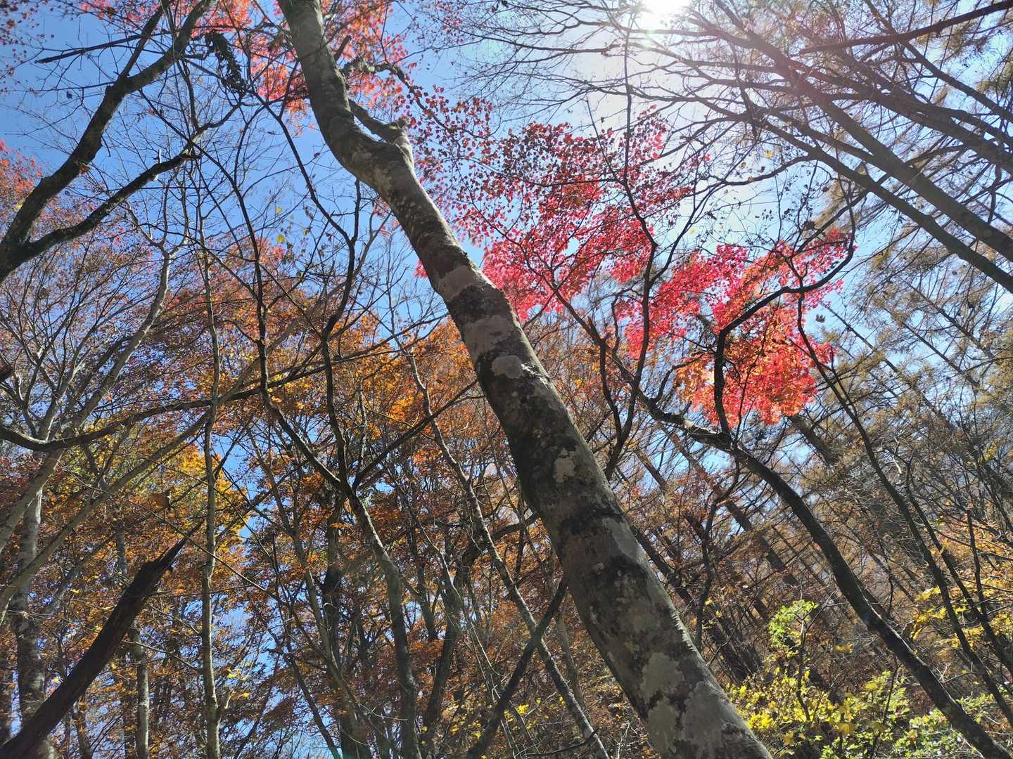 登山口もハイカーであふれていて
写真📸撮るといっぱい人が写る😅

紅葉🍁綺麗
青空ばんざーい