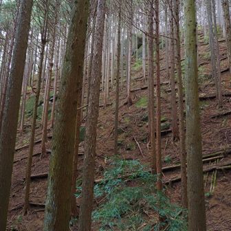 このあたりもロックな岩
