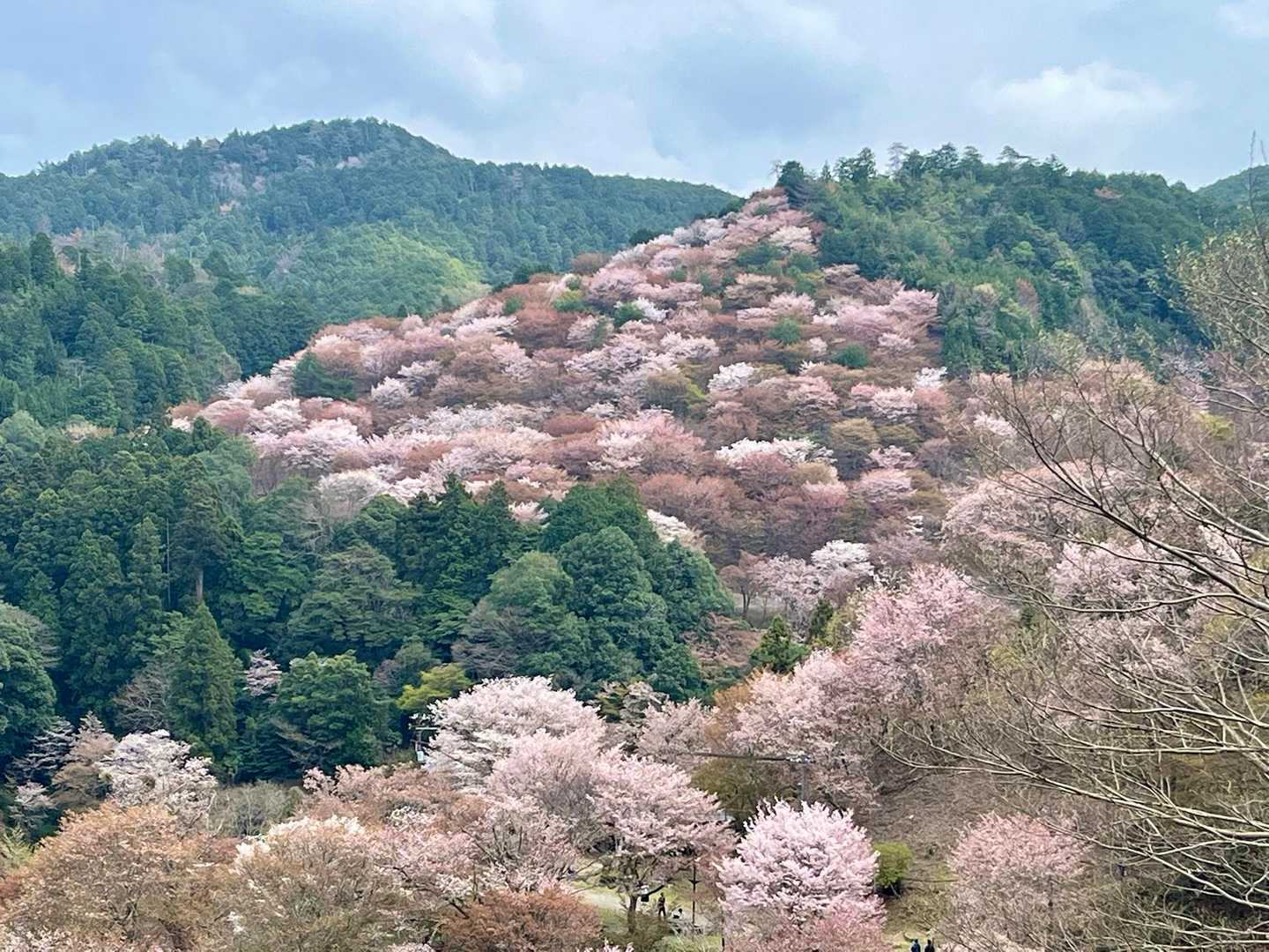 桜はちょうど満開やし🌸